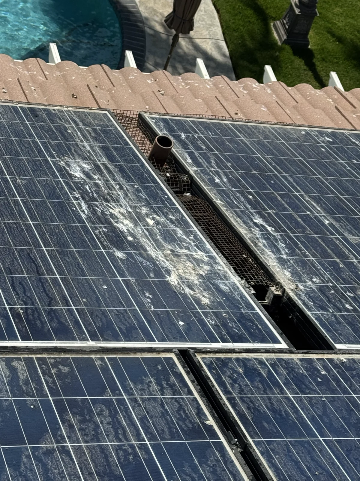 Bird buildup on rooftop panels — supplied photo